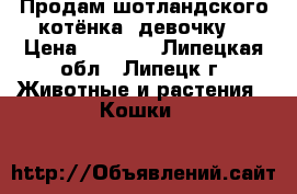 Продам шотландского котёнка, девочку. › Цена ­ 1 000 - Липецкая обл., Липецк г. Животные и растения » Кошки   